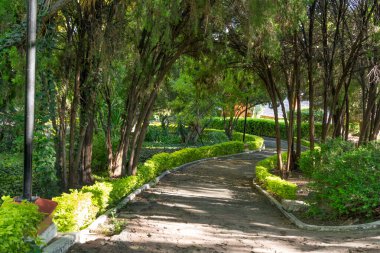 A path through a forest with a green hedge on either side. The path is lined with trees. Historic center of Queretaro, colonial architecture, decorations for the celebration of Mexico's Independence Day.