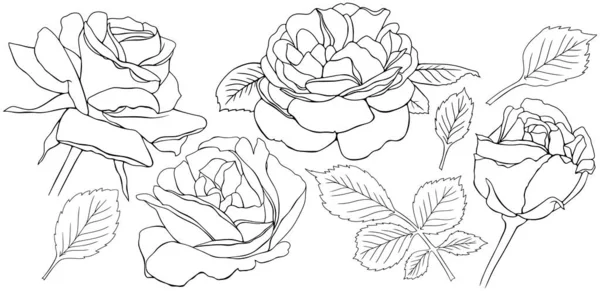 Рожеві Квіти Листя Ізольований Набір Малюнків Рук — стоковий вектор