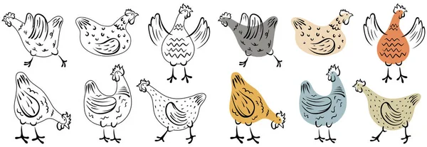 Conjunto Galinhas Desenhadas Mão Frango Ilustração Aves Domésticas — Vetor de Stock