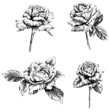 Beyaz üzerine izole gül çiçeği. el çizimi klasik illüstrasyon.