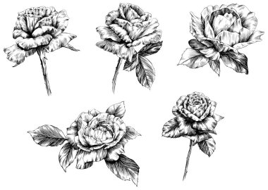 Beyaz üzerine izole gül çiçeği. el çizimi klasik illüstrasyon.