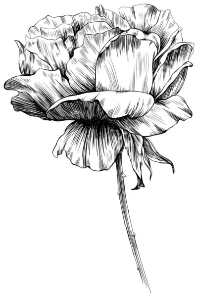 Beyaz Üzerine Izole Gül Çiçeği Çizimi Klasik Illüstrasyon — Stok Vektör