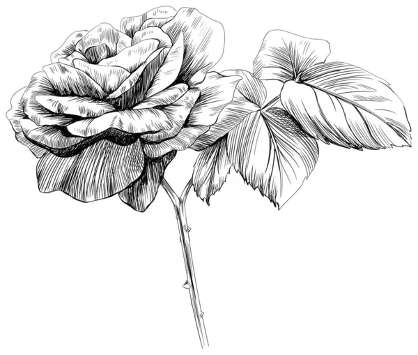 Квітка Троянд Ізольована Білому Рука Намальована Старовинна Ілюстрація — стоковий вектор