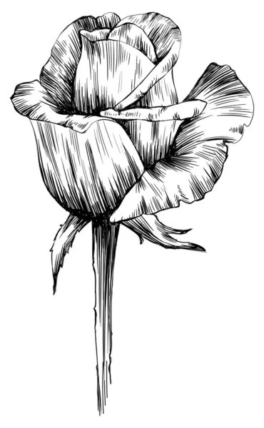 Bunga Mawar Diisolasi Dengan Warna Putih Ilustrasi Vintage Gambar Tangan - Stok Vektor