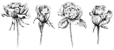 Beyaz üzerine izole gül çiçeği. el çizimi klasik illüstrasyon.