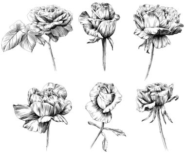 Beyaz üzerine izole gül çiçeği. el çizimi klasik illüstrasyon.