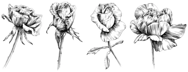 ดอกก หลาบแยกจากส ขาว ภาพวาดว นเทจท วาดด วยม — ภาพเวกเตอร์สต็อก