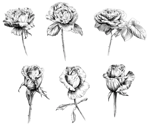 stock vector Rose flower isolated on white. hand drawn vintage illustration.