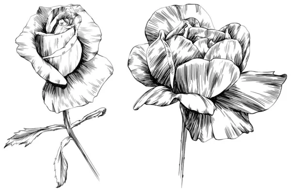 白に孤立したバラの花 手描きヴィンテージイラスト — ストックベクタ