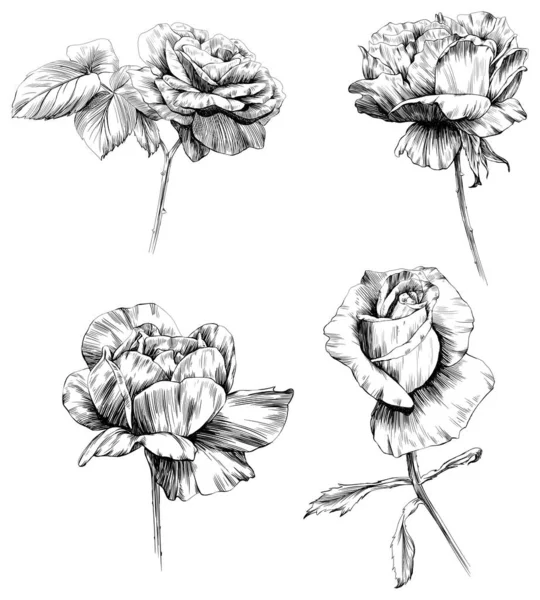 Rose Flower Isolated White Hand Drawn Vintage Illustration — Stock Vector