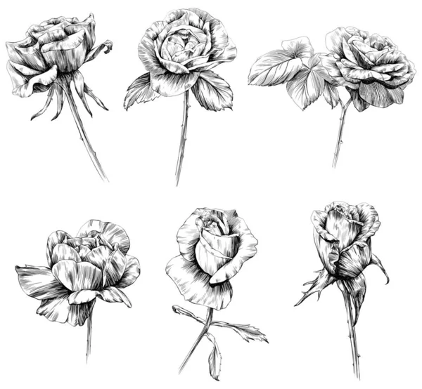 Flor Rosa Isolada Branco Mão Desenhada Ilustração Vintage — Vetor de Stock