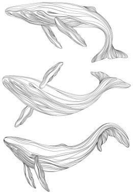Su altında yüzen soyut balinalar. Beyaz arka planda izole edilmiş bir hayvan resmi. Okyanus memelileri yüzme takımı.
