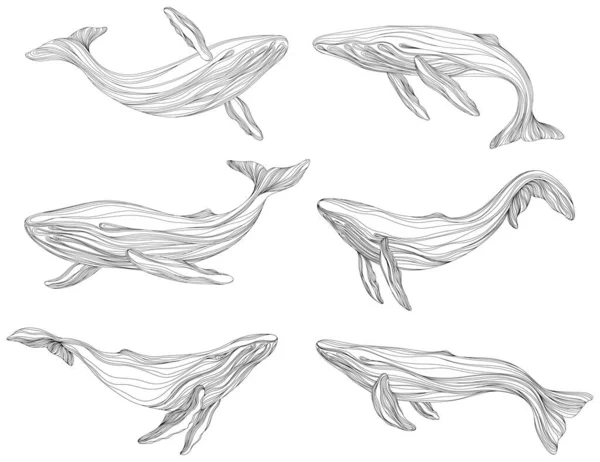 摘要鲸在水下漂浮 用白色背景说明孤立的动物 海洋哺乳动物游泳馆 — 图库矢量图片