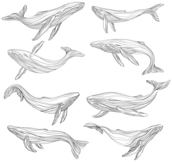 Αφηρημένες Φάλαινες Επιπλέουν Εικονογράφηση Απομονωμένο Ζώο Λευκό Φόντο Θαλάσσια Θηλαστικά — Διανυσματικό Αρχείο