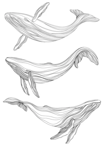 概要水中に浮かぶクジラ イラスト白を背景に孤立動物 海洋哺乳類水泳セット — ストックベクタ