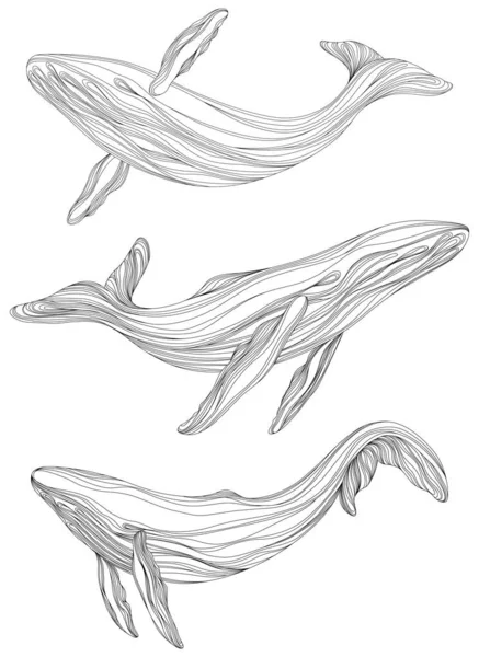 Abstracte Walvissen Drijvend Onder Water Illustratie Geïsoleerd Dier Witte Achtergrond — Stockvector