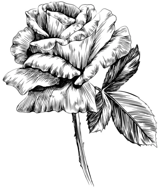 Rose Flower Isolated White Hand Drawn Vintage Illustration — Stock Vector