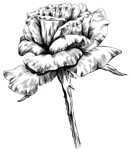 Квітка Троянд Ізольована Білому Рука Намальована Старовинна Ілюстрація — стоковий вектор