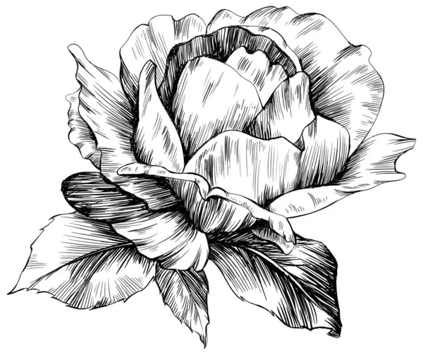 Kwiat Róży Odizolowany Białym Ręcznie Rysowane Vintage Ilustracja — Wektor stockowy