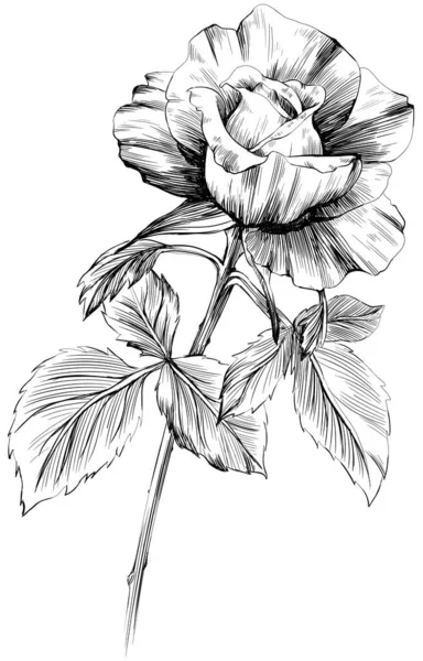 Růžový Květ Izolovaný Bílém Ručně Kreslený Vinobraní Ilustrace — Stockový vektor