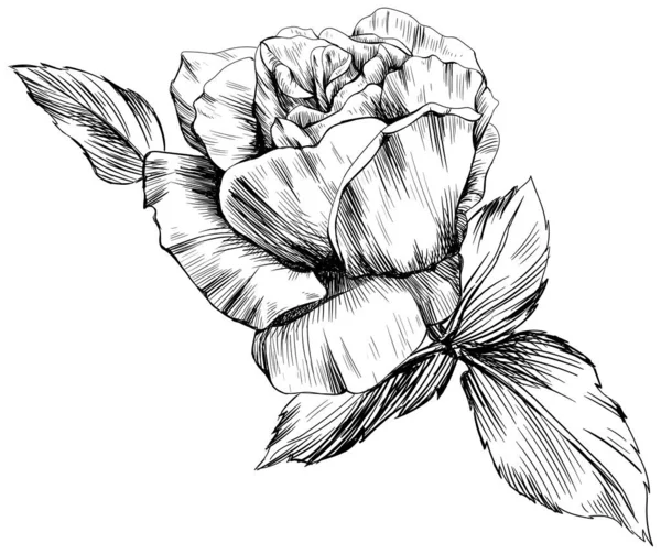 Rose Blume Isoliert Auf Weiß Handgezeichnete Vintage Illustration — Stockvektor