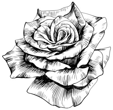 Beyaz üzerine izole gül çiçeği. el çizimi klasik illüstrasyon.