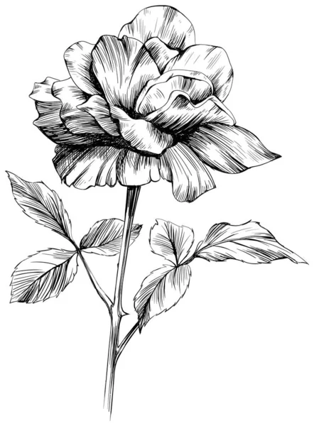 Fiore Rosa Isolato Bianco Illustrazione Vintage Disegnata Mano — Vettoriale Stock