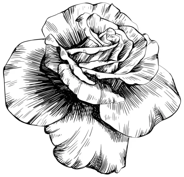 Τριανταφυλλιά Απομονωμένα Στο Λευκό Ζωγραφισμένο Στο Χέρι — Διανυσματικό Αρχείο