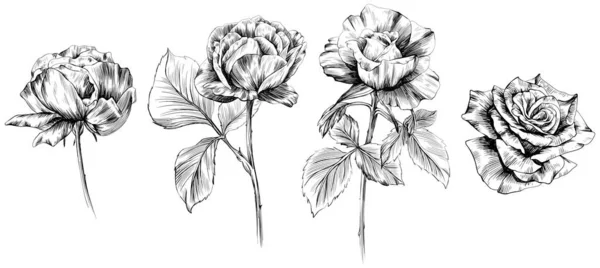 Fiori Rosa Isolati Bianco Illustrazione Vintage Disegnata Mano — Vettoriale Stock