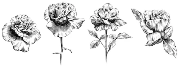 Fiori Rosa Isolati Bianco Illustrazione Vintage Disegnata Mano — Vettoriale Stock