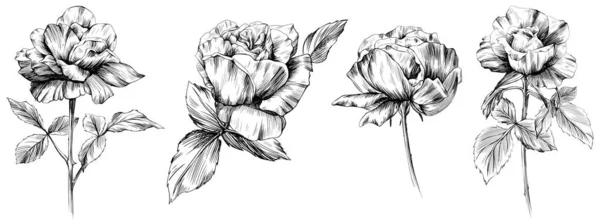 Rosenblüten Isoliert Auf Weiß Handgezeichnete Vintage Illustration — Stockvektor