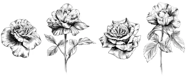 Квіти Троянд Ізольовані Білому Рука Намальована Старовинна Ілюстрація — стоковий вектор