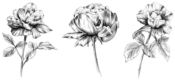 Flores Rosas Aisladas Blanco Ilustración Vintage Dibujada Mano — Vector de stock