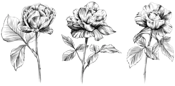 Fleurs Roses Isolées Sur Blanc Illustration Vintage Dessinée Main — Image vectorielle