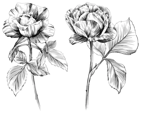 Τριανταφυλλιά Απομονωμένα Λευκό Χειροποίητη Εικόνα Αντίκα — Διανυσματικό Αρχείο