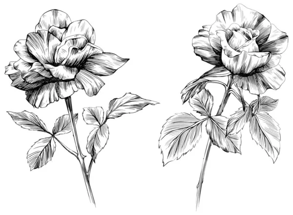 Beyaz Üzerine Izole Gül Çiçekleri Çizimi Klasik Illüstrasyon — Stok Vektör