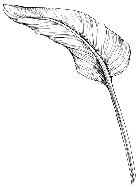 Tropický List Izolovaný Bílém Ručně Kreslený Vinobraní Ilustrace — Stockový vektor