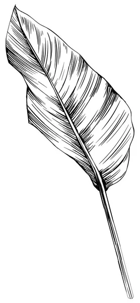 Тропический Лист Изолированный Белом Ручной Рисунок — стоковый вектор