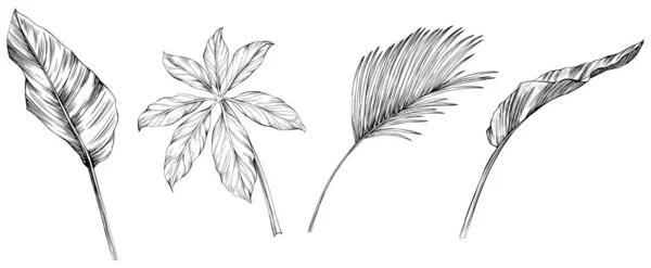 Folhas Isoladas Coleção Branca Conjunto Folhas Tropicais Desenho Mão Ilustração —  Vetores de Stock