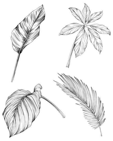 Bladeren Geïsoleerd Witte Collectie Tropische Bladeren Ingesteld Handgetekende Vintage Illustratie — Stockvector