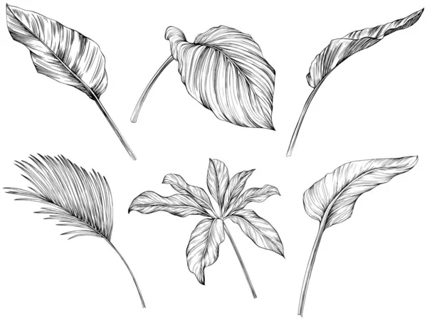 Φύλλα Απομονωμένα Λευκή Συλλογή Τροπικά Φύλλα Έτοιμα Χειροποίητη Εικόνα Αντίκα — Διανυσματικό Αρχείο