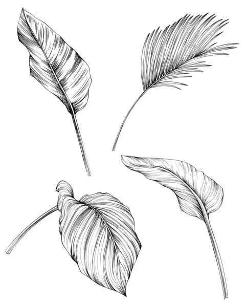 Listy Izolované Bílé Sbírce Sada Tropických Listů Ručně Kreslený Vinobraní — Stockový vektor