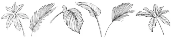 Frunze Izolate Colecția Albă Frunzele Tropicale Setate Ilustrație Epocă Desenată — Vector de stoc