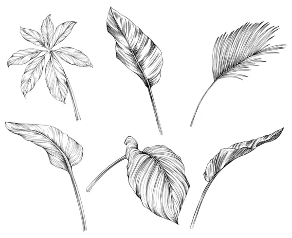 Folhas Isoladas Coleção Branca Conjunto Folhas Tropicais Desenho Mão Ilustração — Vetor de Stock