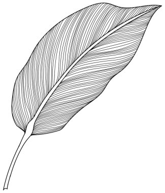 Beyazın üzerinde tropikal yaprak. El çizimi klasik illüstrasyon.