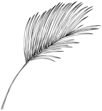 Beyazın üzerinde tropikal yaprak. El çizimi klasik illüstrasyon.