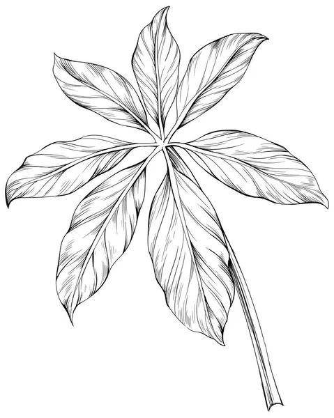 Τροπικό Φύλλο Απομονωμένο Λευκό Χειροποίητη Εικόνα Αντίκα — Διανυσματικό Αρχείο