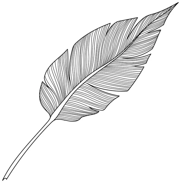 Beyazın üzerinde tropikal yaprak. El çizimi klasik illüstrasyon.