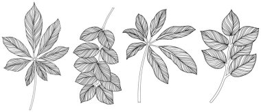 Beyaz koleksiyondaki soyut yapraklar. Tropikal yapraklar hazır. El çizimi klasik illüstrasyon.