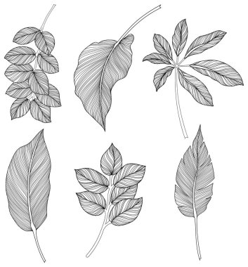 Beyaz koleksiyondaki soyut yapraklar. Tropikal yapraklar hazır. El çizimi klasik illüstrasyon.